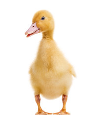 Duckling (7 days old) isolated on white