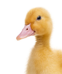 Close-up of a Duckling (7 days old) isolated on white