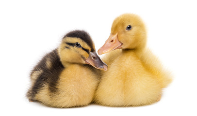 Two Ducklings (7 days old) isolated on white