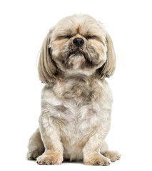 Shih Tzu (3 years old)