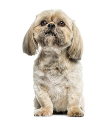 Shih Tzu (3 years old)
