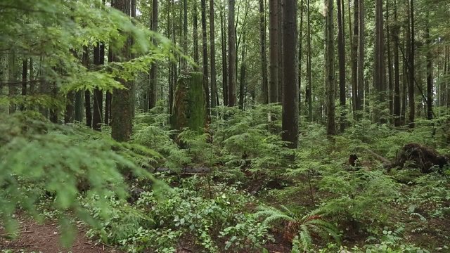 Lush Growth, Coastal Rainforest