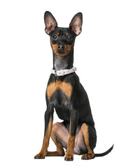 Miniature Pinscher (7 months old)