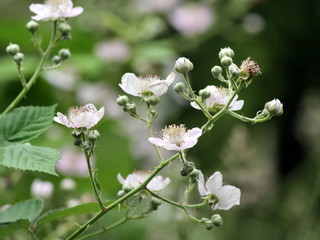 Himalayan Blackberry Flowers