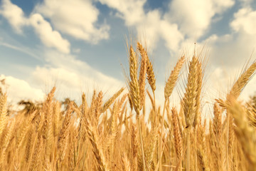 Wheat field on a sunny day