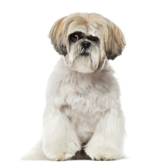 Shih Tzu (6 years old)