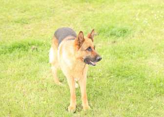 German Shepherd breed dog plays on grass with wooden stick