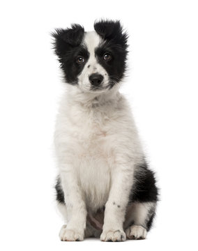 Border Collie puppy (10 weeks old)