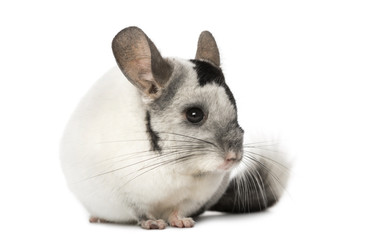 Obraz premium Chinchila, isolated on a white background