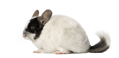 Chinchila, isolated on a white background