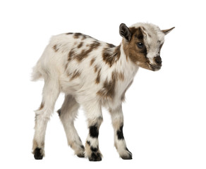 Young domestic goat, kid, isolated on white © Eric Isselée