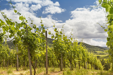  vineyard in Baden-Baden with retro filter effect