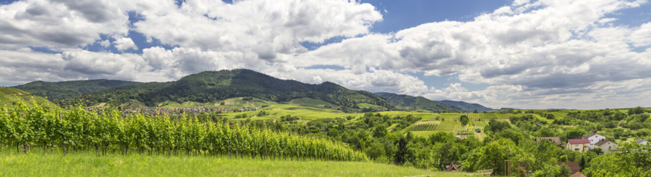 Panoramic image of a vineyard in Baden-Baden