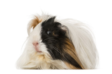 Guinea Pig