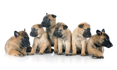 puppies malinois