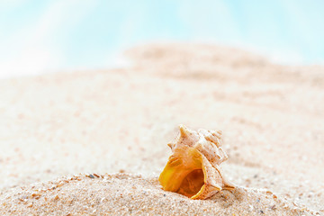 Shells  on sandy beach