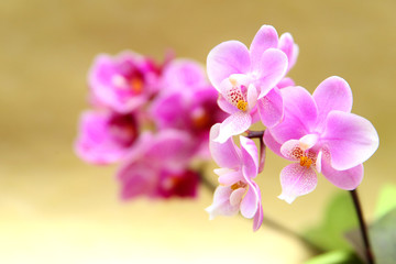 Blumiger Hintergrund