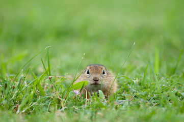Naklejka na ściany i meble european ground squirrel hidden in the grass