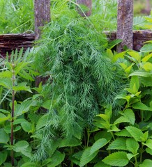 bio bauerngarten © goldbany