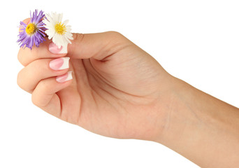 chrysanthemum with woman's hands on white background