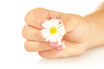 White chrysanthemum with woman's hand on white background