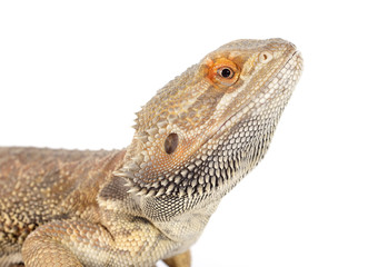 bearded dragons