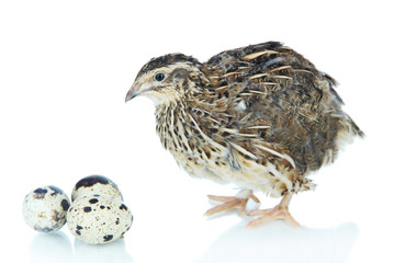 Young quail with eggs isolated on white