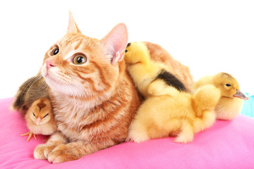 Fototapeta na wymiar Red cat with cute ducklings on pink pillow close up