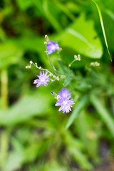 purple meadow beautiful flower on a green background