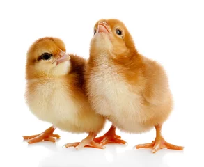 Papier Peint photo Poulet Little cute chickens isolated on white