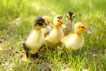 Little cute ducklings on green grass, outdoors