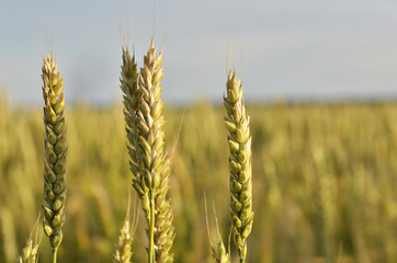 ears of wheat in a field