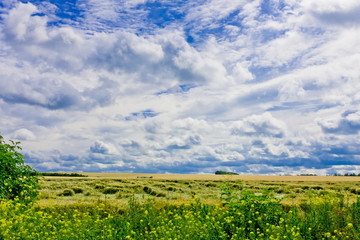 Fototapeta na wymiar buckwheat field