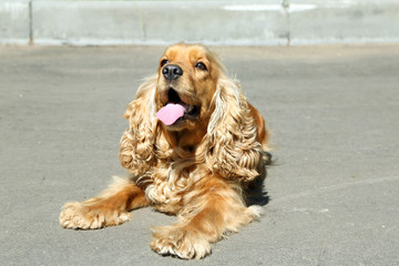 English cocker spaniel outdoors