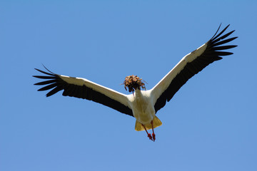 Weißstorch mit Nestmaterial im Flug