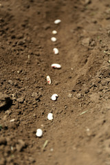 Sowing seeds into soil