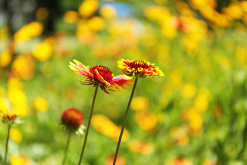 Gaillardia (Blanket Flower) in bloom, outdoors