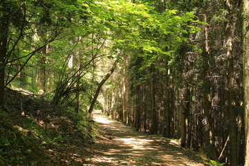rural road into the forest