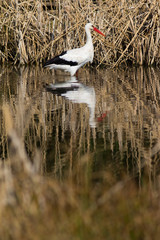 Weißstorch im Schilfbereich