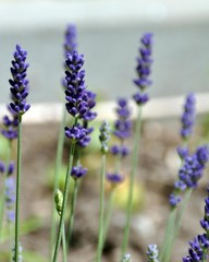 Obraz premium Lavendel