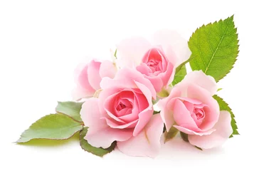 Fotobehang Roze rozen © Anatolii