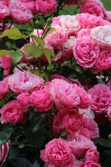 Rosier rose