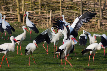 Weißstörche