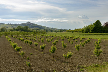 Fototapeta na wymiar landscape with peach trees in Curone valley, Italy