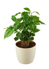 Coffee tree (Arabica Plant) in flower pot isolated on white back