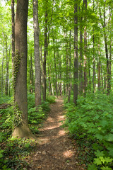 Spring forest