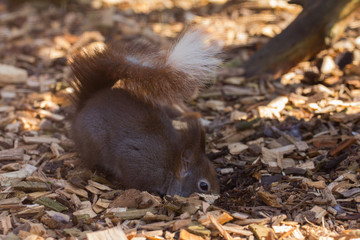 Eichhörnchen auf Futtersuche