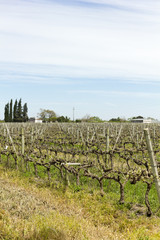 Fototapeta na wymiar Uruguayan wine grapevines