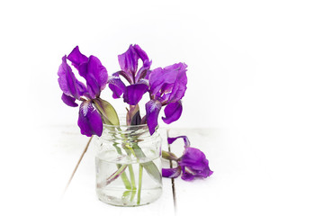 Naklejka na ściany i meble Flowers irises
