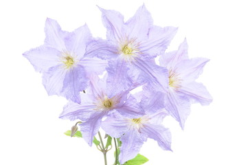 Violet clematis flowers isolated on white background
